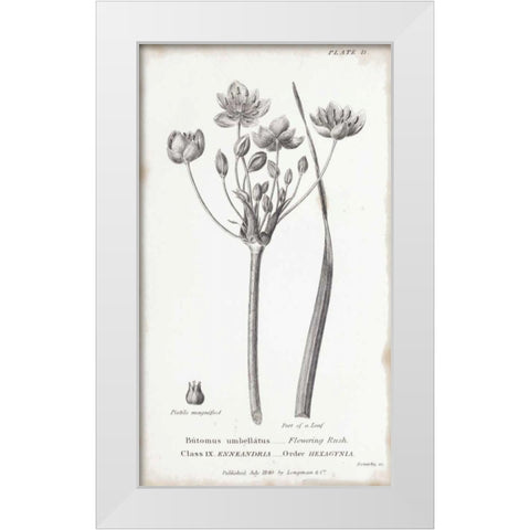 Conversations on Botany II White Modern Wood Framed Art Print by Wild Apple Portfolio