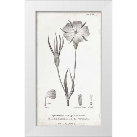 Conversations on Botany III White Modern Wood Framed Art Print by Wild Apple Portfolio