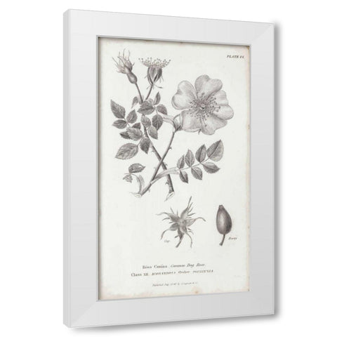 Conversations on Botany IV White Modern Wood Framed Art Print by Wild Apple Portfolio