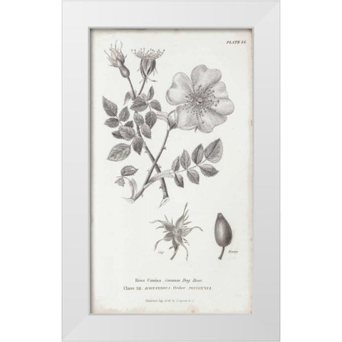 Conversations on Botany IV White Modern Wood Framed Art Print by Wild Apple Portfolio