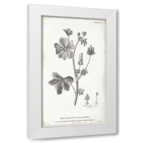 Conversations on Botany VII White Modern Wood Framed Art Print by Wild Apple Portfolio
