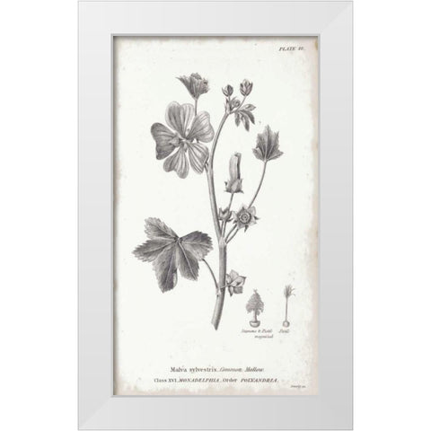 Conversations on Botany VII White Modern Wood Framed Art Print by Wild Apple Portfolio
