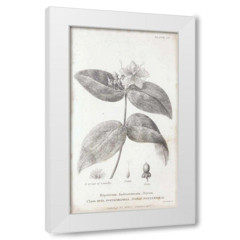 Conversations on Botany VIII White Modern Wood Framed Art Print by Wild Apple Portfolio