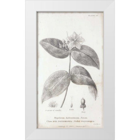 Conversations on Botany VIII White Modern Wood Framed Art Print by Wild Apple Portfolio