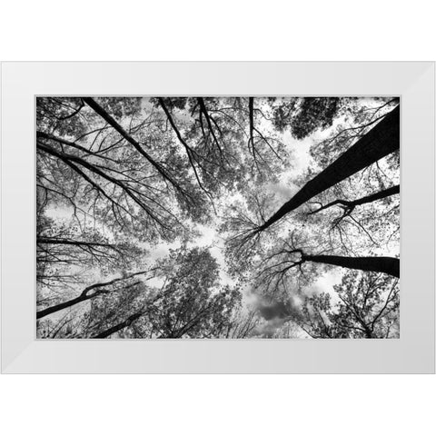 Looking Up I BW White Modern Wood Framed Art Print by Aledanda