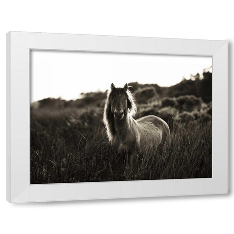 Evening Glow Crop White Modern Wood Framed Art Print by Aledanda