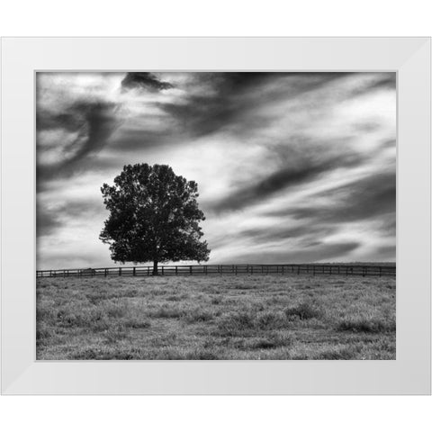 Majestic Crop White Modern Wood Framed Art Print by Aledanda