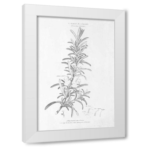 Botany Book VI White Modern Wood Framed Art Print by Wild Apple Portfolio