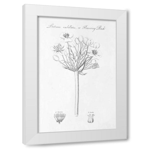 Botany Book VII White Modern Wood Framed Art Print by Wild Apple Portfolio