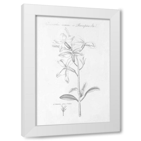 Botany Book IX White Modern Wood Framed Art Print by Wild Apple Portfolio