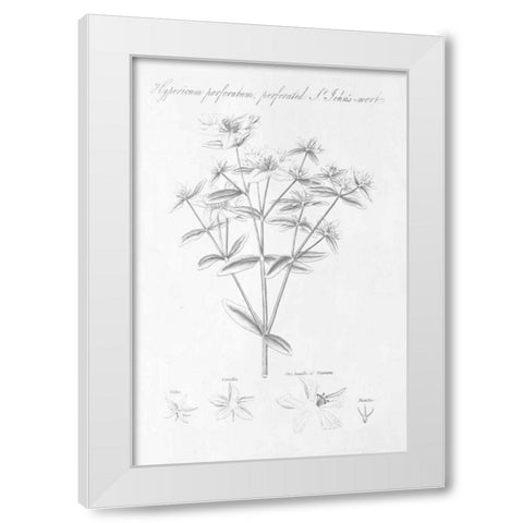 Botany Book X White Modern Wood Framed Art Print by Wild Apple Portfolio