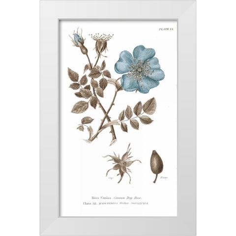 Conversations on Botany IV on White with Blue White Modern Wood Framed Art Print by Wild Apple Portfolio