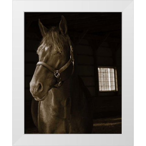 Out of the Shadows White Modern Wood Framed Art Print by Dratfield, Jim