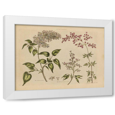 Herbal Botanical I White Modern Wood Framed Art Print by Wild Apple Portfolio