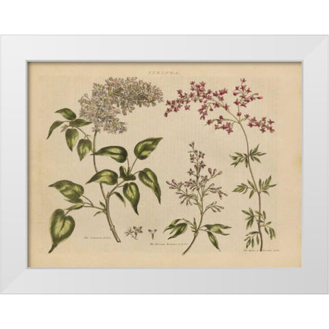 Herbal Botanical I White Modern Wood Framed Art Print by Wild Apple Portfolio