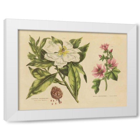 Herbal Botanical II White Modern Wood Framed Art Print by Wild Apple Portfolio