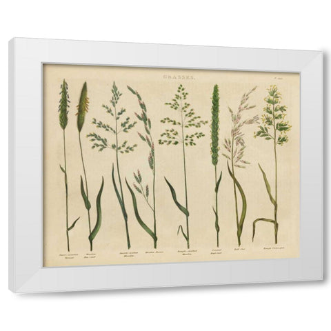 Herbal Botanical VII White Modern Wood Framed Art Print by Wild Apple Portfolio