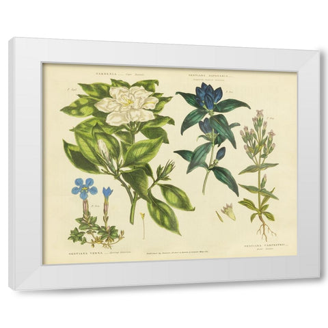 Herbal Botanical IX White Modern Wood Framed Art Print by Wild Apple Portfolio