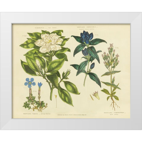 Herbal Botanical IX White Modern Wood Framed Art Print by Wild Apple Portfolio