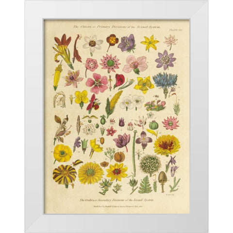 Herbal Botanical XI White Modern Wood Framed Art Print by Wild Apple Portfolio