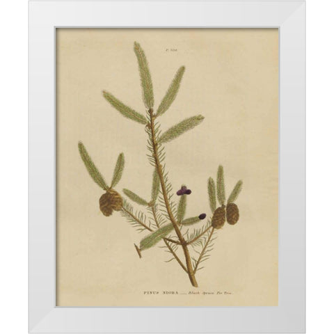 Herbal Botanical XIV White Modern Wood Framed Art Print by Wild Apple Portfolio
