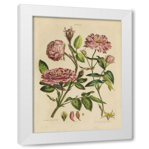 Herbal Botanical XVIII White Modern Wood Framed Art Print by Wild Apple Portfolio