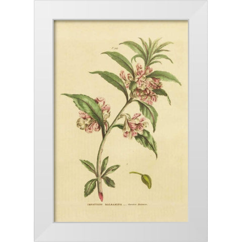 Herbal Botanical XXVI White Modern Wood Framed Art Print by Wild Apple Portfolio