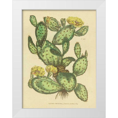 Herbal Botanical XXIX White Modern Wood Framed Art Print by Wild Apple Portfolio