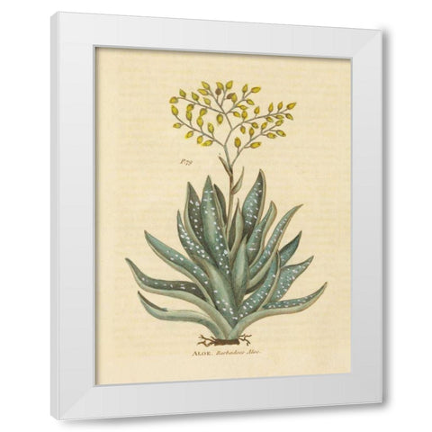 Herbal Botanical XXXI White Modern Wood Framed Art Print by Wild Apple Portfolio
