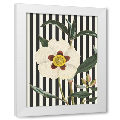 Herbal Botanical XXVII Bold White Modern Wood Framed Art Print by Wild Apple Portfolio
