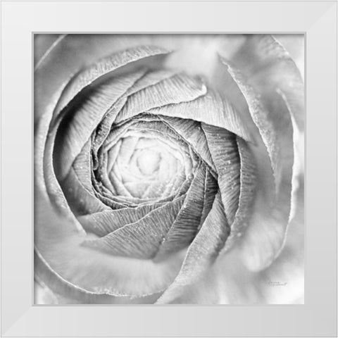 Ranunculus Abstract I BW Light White Modern Wood Framed Art Print by Marshall, Laura