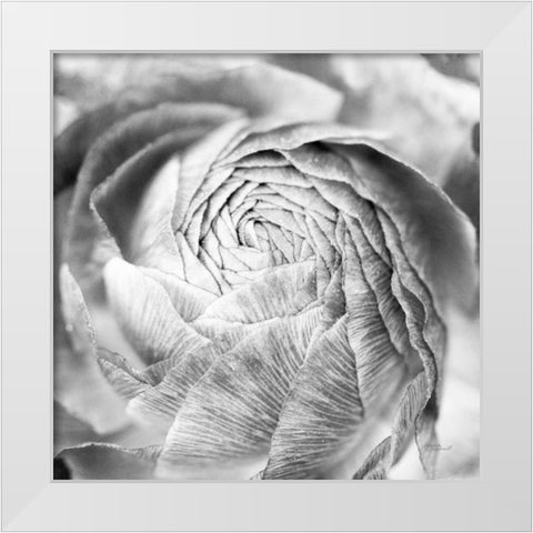 Ranunculus Abstract II BW Light White Modern Wood Framed Art Print by Marshall, Laura