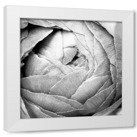 Ranunculus Abstract III BW Light White Modern Wood Framed Art Print by Marshall, Laura
