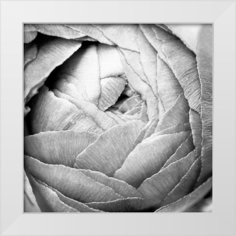 Ranunculus Abstract III BW Light White Modern Wood Framed Art Print by Marshall, Laura