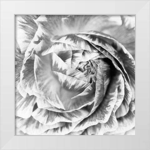 Ranunculus Abstract IV BW Light White Modern Wood Framed Art Print by Marshall, Laura