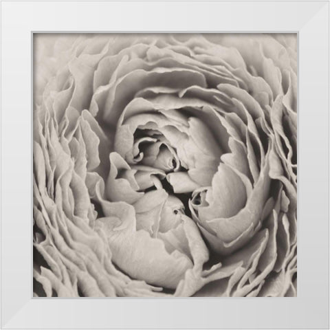BW Peony White Modern Wood Framed Art Print by Aledanda