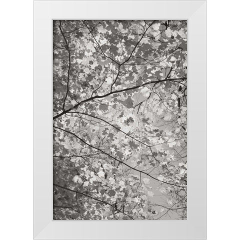Foliage I White Modern Wood Framed Art Print by Majchrowicz, Alan