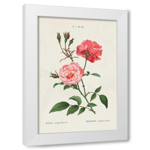 Rosa White Modern Wood Framed Art Print by Wild Apple Portfolio
