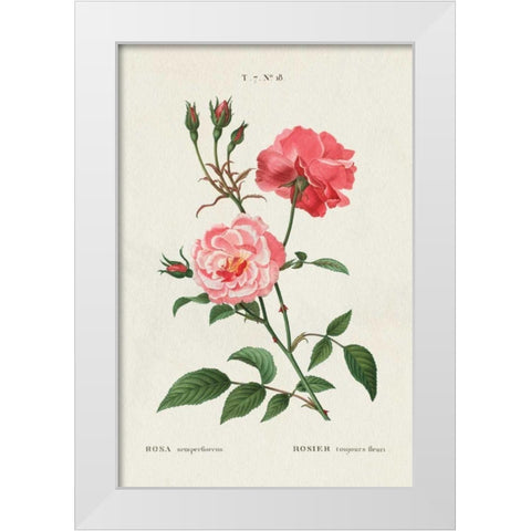 Rosa White Modern Wood Framed Art Print by Wild Apple Portfolio