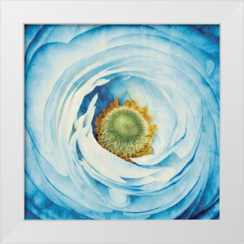 White Peony with Blue White Modern Wood Framed Art Print by Aledanda