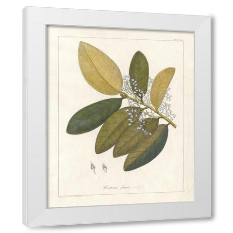 Botanical Heritiera v2 White Modern Wood Framed Art Print by Wild Apple Portfolio
