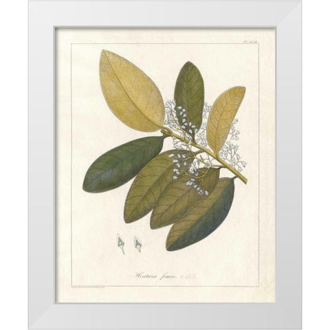 Botanical Heritiera v2 White Modern Wood Framed Art Print by Wild Apple Portfolio