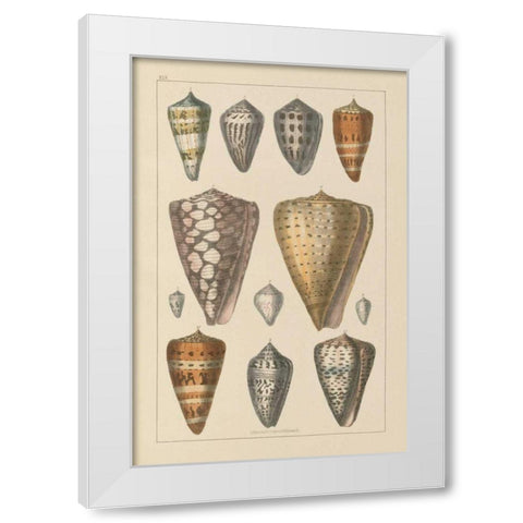 Shell Assorment II White Modern Wood Framed Art Print by Wild Apple Portfolio