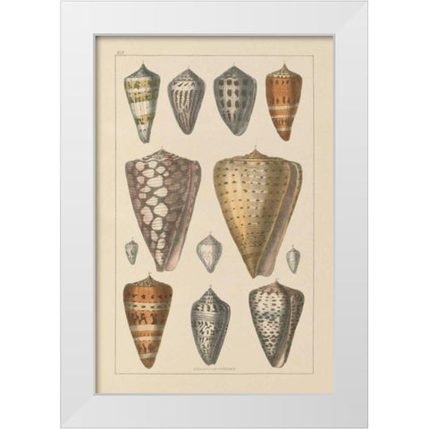 Shell Assorment II White Modern Wood Framed Art Print by Wild Apple Portfolio