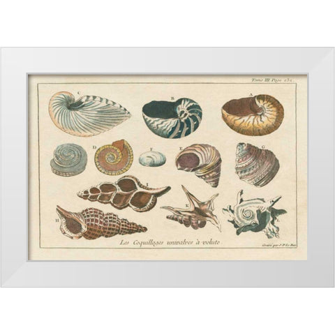 Shell Etchings I White Modern Wood Framed Art Print by Wild Apple Portfolio