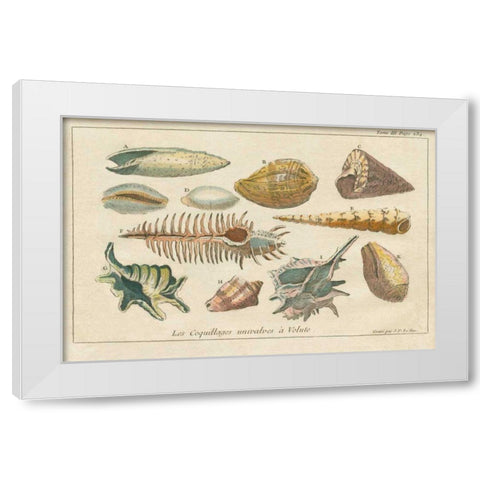 Shell Etchings II White Modern Wood Framed Art Print by Wild Apple Portfolio