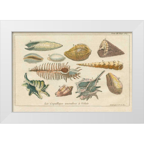 Shell Etchings II White Modern Wood Framed Art Print by Wild Apple Portfolio