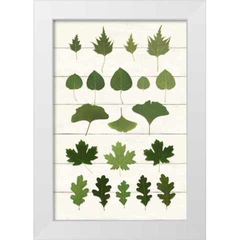Leaf Chart I Shiplap White Modern Wood Framed Art Print by Wild Apple Portfolio