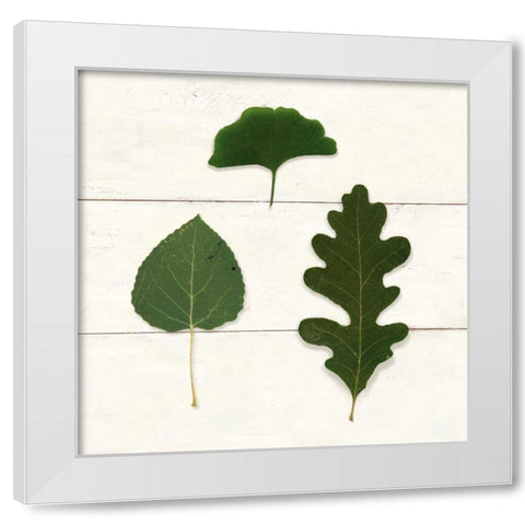 Leaf Chart III Shiplap White Modern Wood Framed Art Print by Wild Apple Portfolio