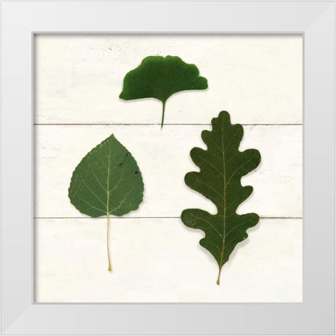 Leaf Chart III Shiplap White Modern Wood Framed Art Print by Wild Apple Portfolio